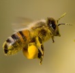 Queens of Honey - Bees Exhibition
