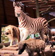 Noahs Ark - Exhibition