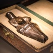 The Oldest Jewellery & Body Ornaments - Exhibition