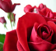 Valentine's Day in Prague